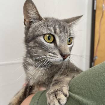 Domestic Short Hair Cats Available for Adoption in Columbiana, Alabama - Tinker | PetCurious