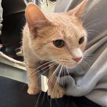 Orange Smirnoff -  Domestic Short Hair Cat for Adoption in Charlottesville, Virginia - Orange Smirnoff | PetCurious