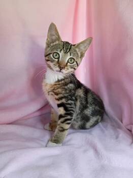 Coral -  Domestic Short Hair Cat for Adoption in Morgantown, West Virginia - Coral | PetCurious