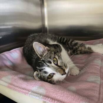 Styx -  Domestic Short Hair Cat for Adoption in West Branch, Michigan - Styx | PetCurious