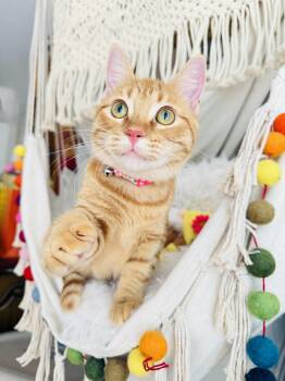 Melon -  Tabby Cat for Adoption in Fort Worth, Texas - Melon | PetCurious