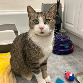Bradley -  Domestic Short Hair Cat for Adoption in Bend, Oregon - Bradley | PetCurious