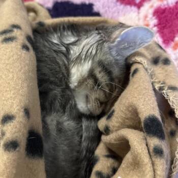 Kristalina -  Domestic Short Hair Cat for Adoption in Tulsa, Oklahoma - Kristalina | PetCurious
