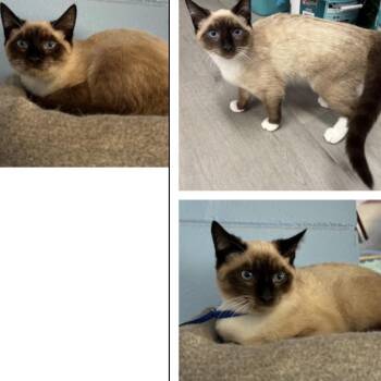 Siamese Cats Available for Adoption in North Arlington, New Jersey - Hersey  | PetCurious