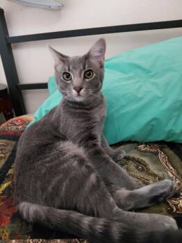 Domestic Short Hair Cats Available for Adoption - Rocky | PetCurious