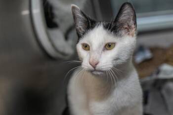 YANG -  Domestic Medium Hair Cat for Adoption in Charlotte, North Carolina - YANG | PetCurious
