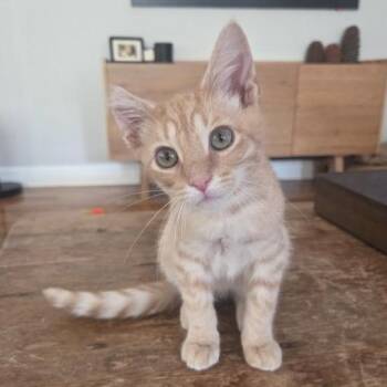 Keanu -  Domestic Short Hair Cat for Adoption in Chattanooga, Tennessee - Keanu | PetCurious