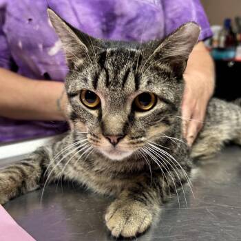 Mayberry -  Domestic Short Hair Cat for Adoption in Newport, North Carolina - Mayberry | PetCurious
