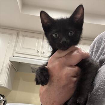 Damien -  Domestic Short Hair Cat for Adoption in Los Angeles, California - Damien | PetCurious