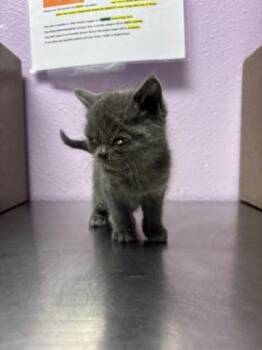Domestic Medium Hair Cats Available for Adoption - Kama | PetCurious