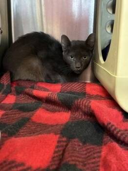 Triple dipper (E17) -  Domestic Short Hair Cat for Adoption in Lafayette, Indiana - Triple Dipper (E17) | PetCurious