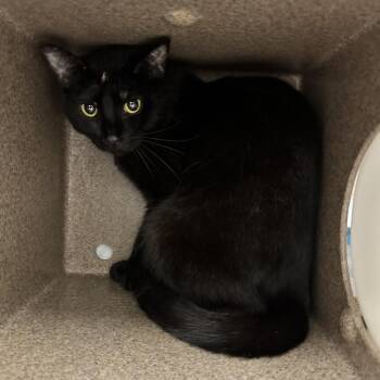 Aang -  Domestic Short Hair Cat Available for Adoption in Abilene, Texas - Aang | PetCurious