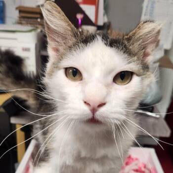 Barney -  Domestic Medium Hair Cat for Adoption in Brighton, Missouri - Barney | PetCurious