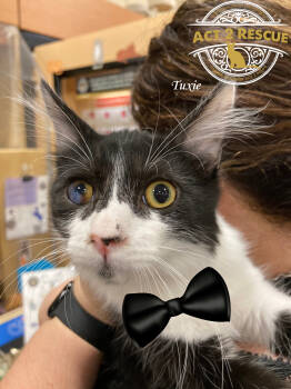 Rescue Domestic Short Hair and Maine Coon Cats for Adoption in Riverside, California - Tuxie | PetCurious