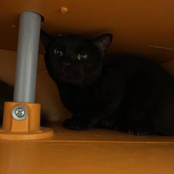 Domestic Short Hair Cats Available for Adoption in Tallahassee, Florida - Shadow @ Fat Cat Cafe | PetCurious
