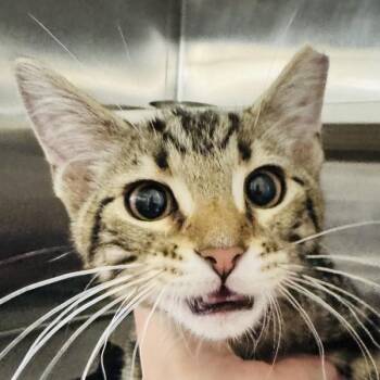 Rocketship -  Domestic Short Hair Cat for Adoption in Des Moines, Iowa - Rocketship | PetCurious