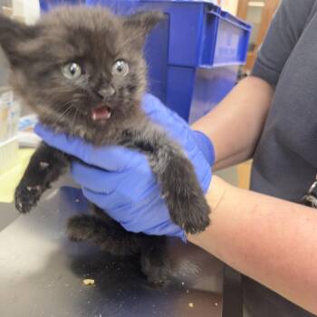 Domestic Short Hair Cats Available for Adoption in Columbus, Georgia - 5/28/2026-Stray-VeteransParkway-3 | PetCurious