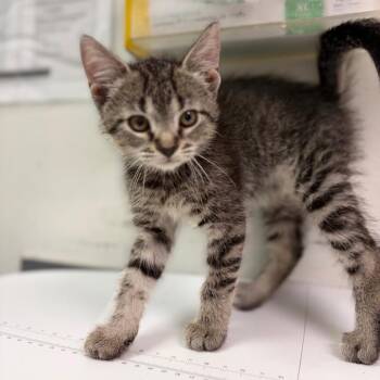 Janis Ian -  Domestic Short Hair Cat for Adoption in Charleston, West Virginia - Janis Ian | PetCurious
