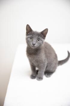 Rescue Domestic Short Hair Cats for Adoption in Montclair, New Jersey - Espresso | PetCurious