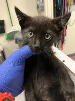 DERRICK -  Domestic Short Hair Cat for Adoption in Long Beach, California - DERRICK | PetCurious