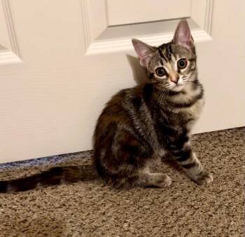 Miley Barden -  Torbie and Domestic Short Hair Cat for Adoption in Chandler, Arizona - Miley Barden | PetCurious