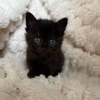 Squeak -  Domestic Short Hair Cat for Adoption in Auburn, Alabama - Squeak | PetCurious