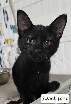Sweet Tart -  Domestic Short Hair Cat for Adoption in Wapakoneta, Ohio - Sweet Tart | PetCurious
