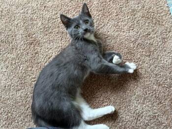 Wallaby Gi -  Domestic Short Hair Cat for Adoption in West Peoria, Illinois - Wallaby Gi | PetCurious