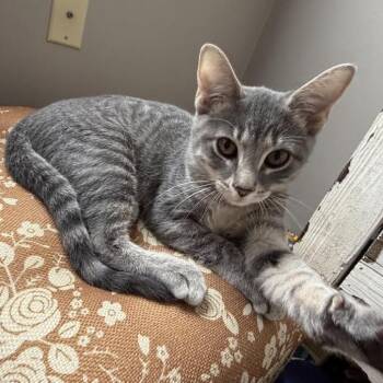 Denali -  Domestic Short Hair Cat for Adoption in Medina, Ohio - Denali | PetCurious