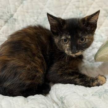 Dusk w/ Dawn -  Domestic Short Hair Cat for Adoption in Flagstaff, Arizona - Dusk W/ Dawn | PetCurious