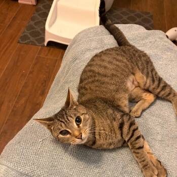 Desiree -  Domestic Short Hair Cat for Adoption in Fairfax Station, Virginia - Desiree | PetCurious
