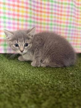 Domestic Short Hair Cats Available for Adoption in Hopkinsville, Kentucky - Izzy | PetCurious