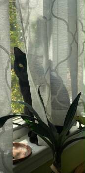 Pepper -  Domestic Short Hair Cat for Adoption in Malvern, Pennsylvania - Pepper | PetCurious
