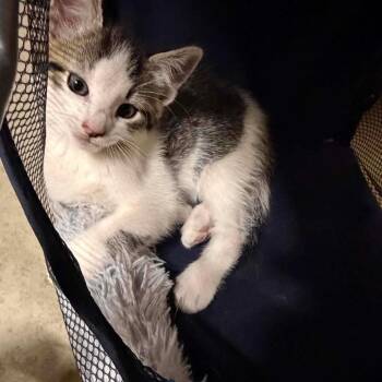 BooBoo -  Domestic Short Hair Cat for Adoption in Inwood, West Virginia - BooBoo | PetCurious
