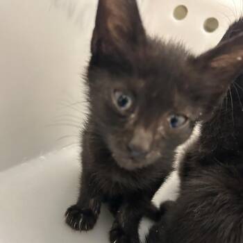 Pip 9544 -  Domestic Short Hair Cat for Adoption in Columbus, Georgia - Pip 9544 | PetCurious