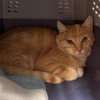 Kilo -  Domestic Short Hair Cat for Adoption in Salt Lake City, Utah - Kilo | PetCurious