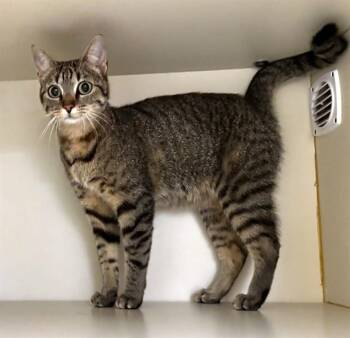Domestic Short Hair Cats Available for Adoption in Dedham, Massachusetts - PANCAKE | PetCurious