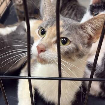 Zona -  Domestic Short Hair Cat for Adoption in Gadsden, Alabama - Zona | PetCurious