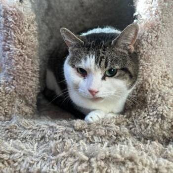 Domestic Short Hair Cats Available for Adoption - Lindsay | PetCurious