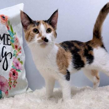 Domestic Short Hair Cats Available for Adoption in Effingham, Illinois - Dolly | PetCurious