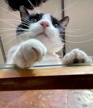 American Shorthair and Domestic Short Hair Cats Available for Adoption in Mission Viejo, California - Traveler | PetCurious