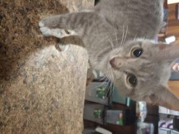 Rescue Tabby Cats for Adoption in Lawrenceville, Georgia - Cider | PetCurious