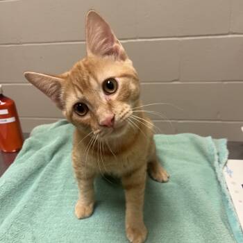 Rescue Domestic Short Hair Cats for Adoption in South Bend, Indiana - Giovanni | PetCurious