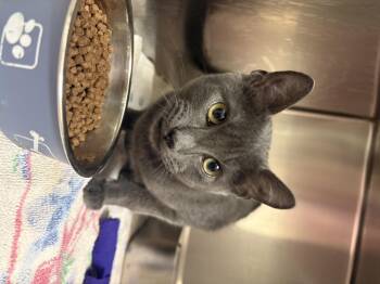 Rescue Domestic Short Hair Cats for Adoption in Saint Charles, Missouri - Pippin | PetCurious