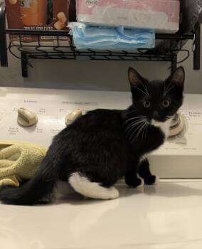Rescue Tuxedo Cats for Adoption in Bell Gardens, California - Rico | PetCurious