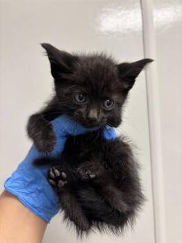 Domestic Short Hair Cats Available for Adoption in Ontario, California - MINEY - NEEDS A FOSTER | PetCurious