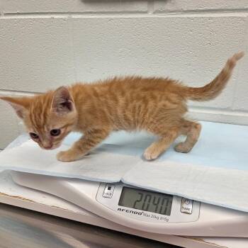 Cheddar -  Domestic Short Hair Cat for Adoption in Chattanooga, Tennessee - Cheddar | PetCurious