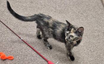 Shamrock -  Domestic Short Hair Cat for Adoption in South Bend, Indiana - Shamrock | PetCurious