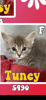 Tuney -  American Shorthair Cat for Adoption in Marvin, North Carolina - Tuney | PetCurious