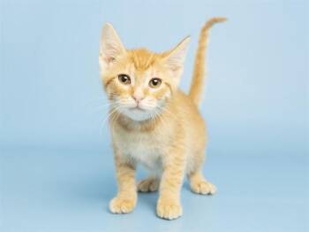 Domestic Short Hair Cats Available for Adoption in Phoenix, Arizona - ECHO | PetCurious